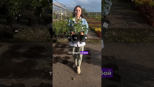 ТОП-3 сорта черной смородины для идеального урожая!