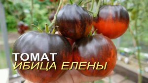 Томат ИБИЦА ЕЛЕНЫ. Обзор сортов ТОМАТОВ!