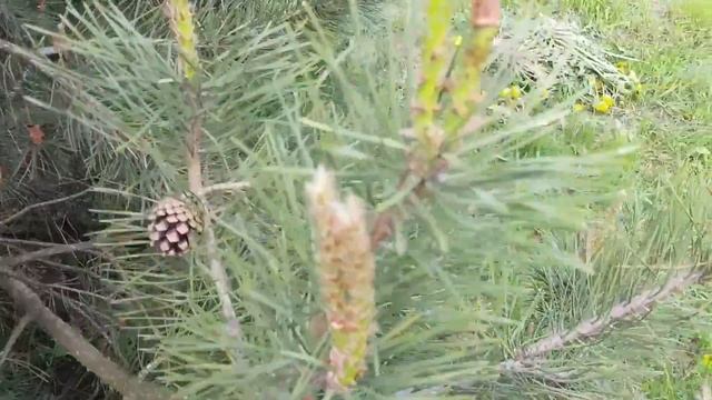 Пушистая сосна это реально! "Зеленые операции" с сосной в мае!