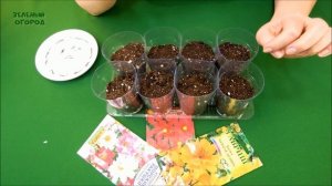 КОСМЕЯ! КОСМИЧЕСКИЙ ЦВЕТОК! Советы от ЗЕЛЕНОГО ОГОРОДА!