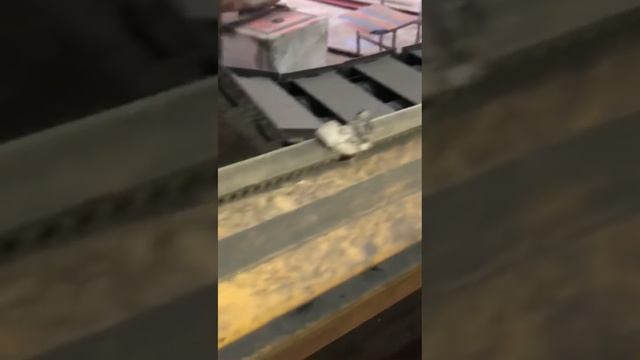 Не стыдно показать наши первые станки - потому что работают как танк🙈😀💪💪 Отзыв, станку 4,5 года смотреть онлайн