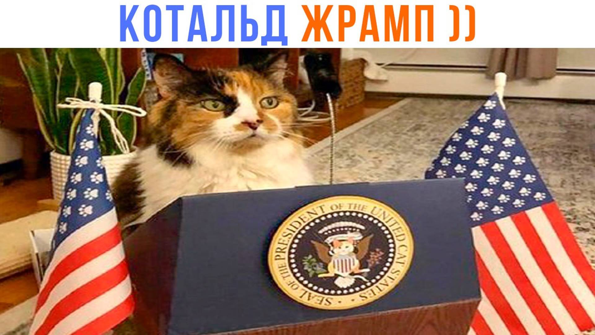 КОТАЛЬД ЖРАМП ))) | Приколы с котами | Мемозг 1516 смотреть онлайн