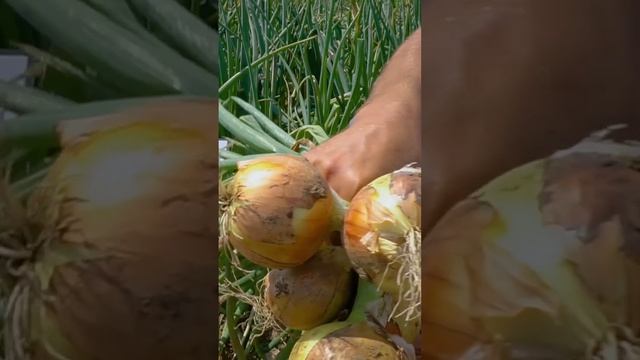 Репчатый лук Талисман для длительного хранения. Сорт репчатого лука для хранения зимой.