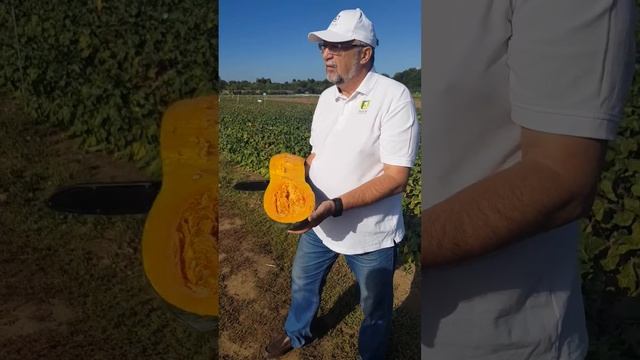 Тыква, которой можно накормить всю семью!!! Тыква Семейная!