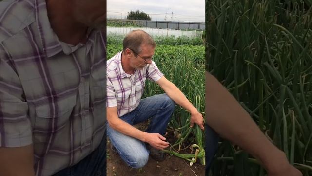 Лук из семян? Это возможно!