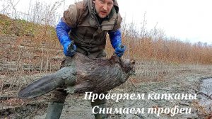 Охота на бобра/Проверка капканов/Есть трофеи/#охотанабобра #трофейныебобры