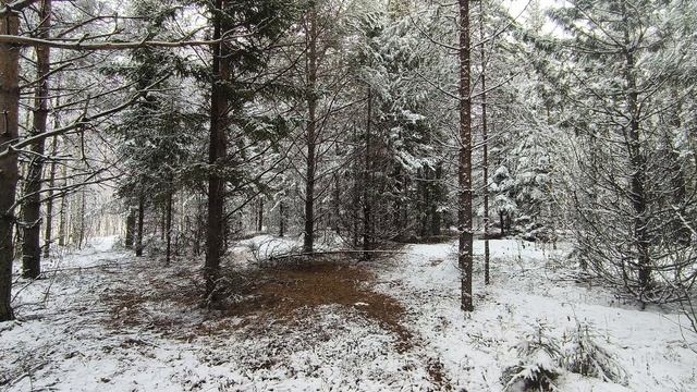 Заснеженный лес. ч.2. Ноябрь 2024 смотреть онлайн