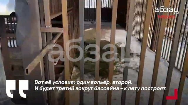 Запашный рассказал о состоянии спасённой в Донбассе львицы Киары смотреть онлайн