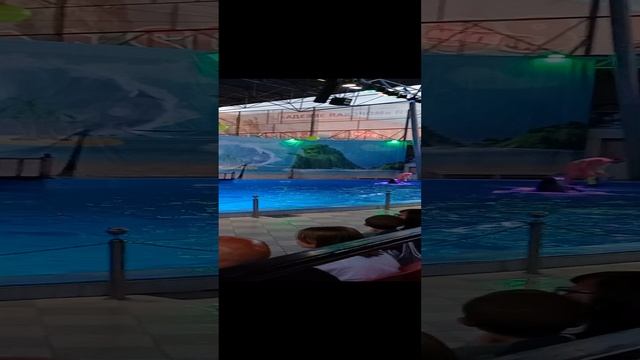 Дельфинарий Морская звезда в Лазаревском выступление черноморских дельфинов и морского льва смотреть онлайн