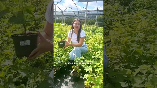 ЭТОТ сорт красной смородины завалит вас урожаем!
