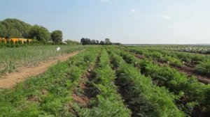 Самые вкусные и урожайные сорта томата, огурца, сладкого перца.