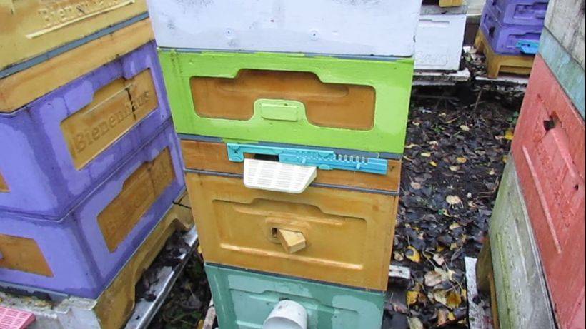 пчеловодство на ячейке 4,9 мм - часть 58, перевожу пчел на ячейку 4,9 мм, 21 апреля и 8 ноября 2024 смотреть онлайн