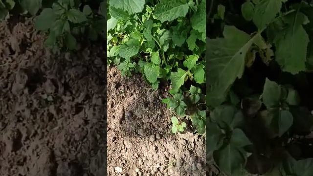 14 июня 2023 г. Как выглядит приствольный круг. Мои ошибки. смотреть онлайн