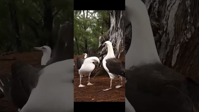 Птицы тоже бывают прикольными. смотреть онлайн