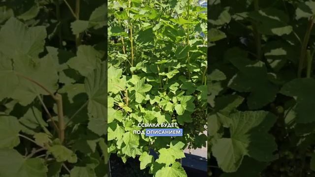 Обрезка и формировка смородины и крыжовника на штамбе. Как получить большой урожай смородины.