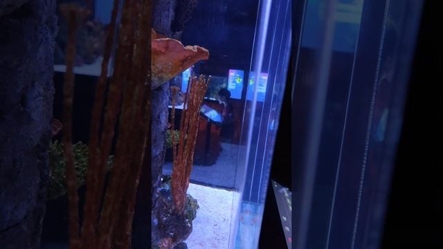 Морской конек в океанариему Бангкока смотреть онлайн
