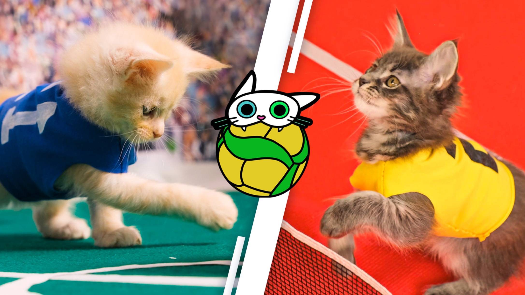 Спортивный чемпионат для котят "КУСЬ-2024" - КУСЬ – ШОУ – Лучшие игры смотреть онлайн