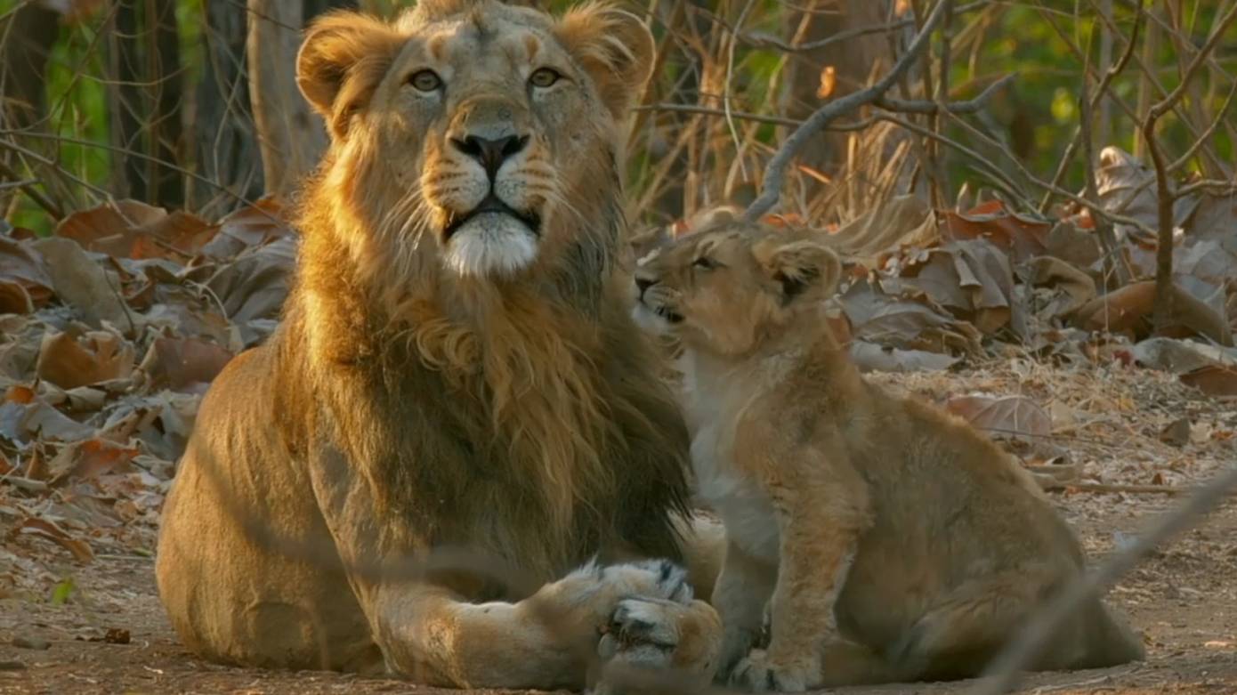Львы. Спаривание львов. смотреть онлайн