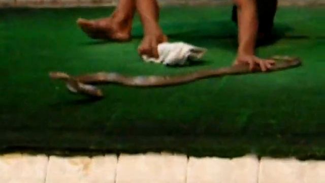 Шоу с коброй