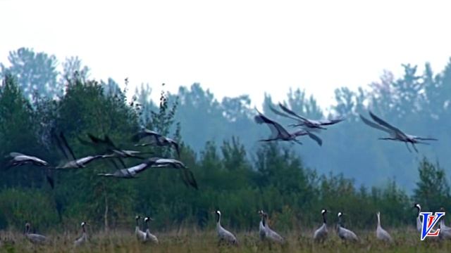 М.Фадеев, А.Широкова, Л.Яскевич - Журавли. смотреть онлайн