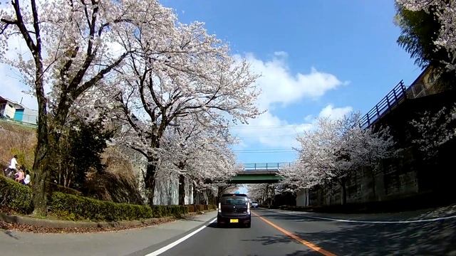 美しすぎる桜並木見て来た。日中編 смотреть онлайн