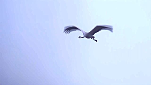 Марк Бернес - Журавли смотреть онлайн