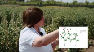 NEW! Самые урожайные сорта томатов. Урожайные томаты для выращивания 2022. Томаты черри 2022.