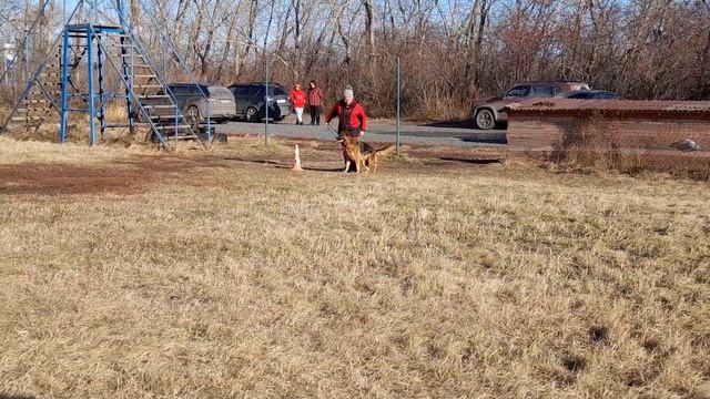 6.  выражено/перв ЗЛАТОГОРА МАЙН ШТЕРН (Sharm V. Gesson – Brunhild V. Gesson)