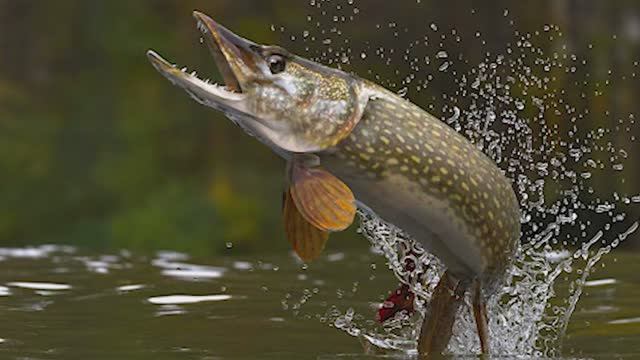 Троллинг 2024.Крупная щука делает свечку и уходит в глубины Селигера .