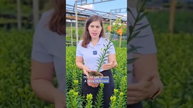 Уход за лилией после цветения. Чем подкормить лилии. Как обрезать лилии.
