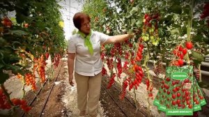 Самый сладкий черри! Чемпион по вкусу! Сладкий фонтан f1