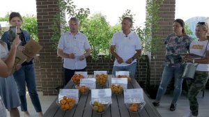 Лучшие и урожайные сорта абрикоса. Как вырастить абрикос.