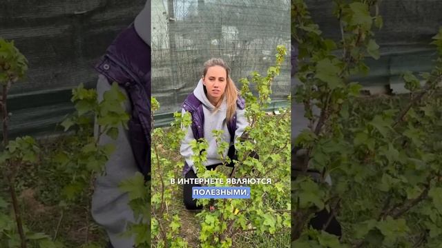 Почему НЕЛЬЗЯ обрабатывать смородину кипятком? Обработка смородины от болезней и вредителей весной.