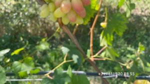 Виноград Днепровская ривьера, 14 августа, 2024 год, Новороссийск.