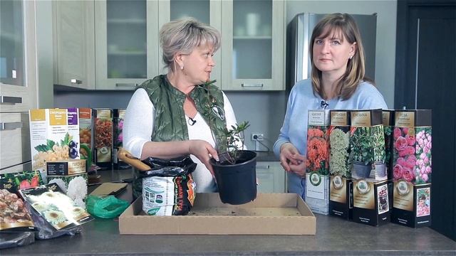 Как сохранить саженцы до весны. Как сохранить розы зимой. Сохраняем декоративные растения до посадки смотреть онлайн