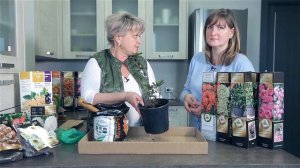 Как сохранить саженцы до весны. Как сохранить розы зимой. Сохраняем декоративные растения до посадки