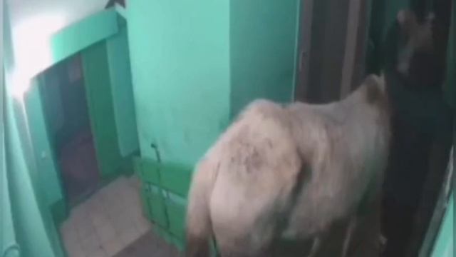 Романтик из Кемеровской области приехал в квартиру к любимой на коне смотреть онлайн