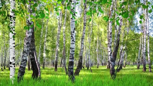 матушка земля березы футаж смотреть онлайн