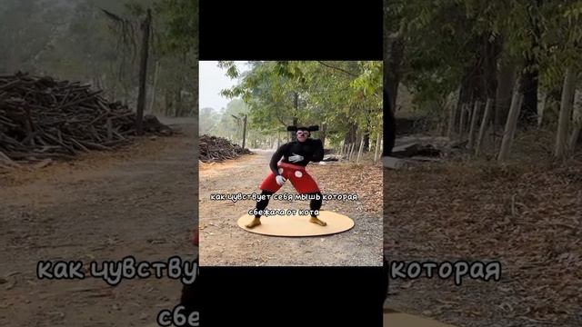 Как чувствует себя мышь, которая сбежала от кота: смотреть онлайн