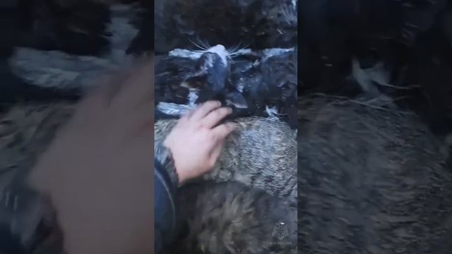 Видео со спасением 15 котов из пожара в Симферополе смотреть онлайн