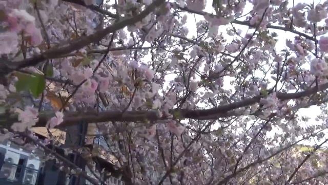 【シーグラスを拾いに行って来た♪土肥マリンビーチ】こっちちゃんねる смотреть онлайн
