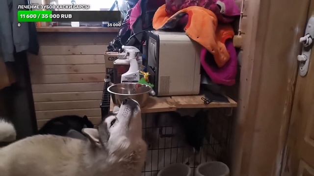 гуляем с #хаски в - 30 смотреть онлайн