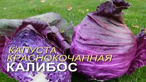 Капуста краснокочанная КАЛИБОС. Советы от ЗЕЛЕНОГО ОГОРОДА!
