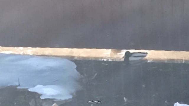 Три уточки. продолжение смотреть онлайн