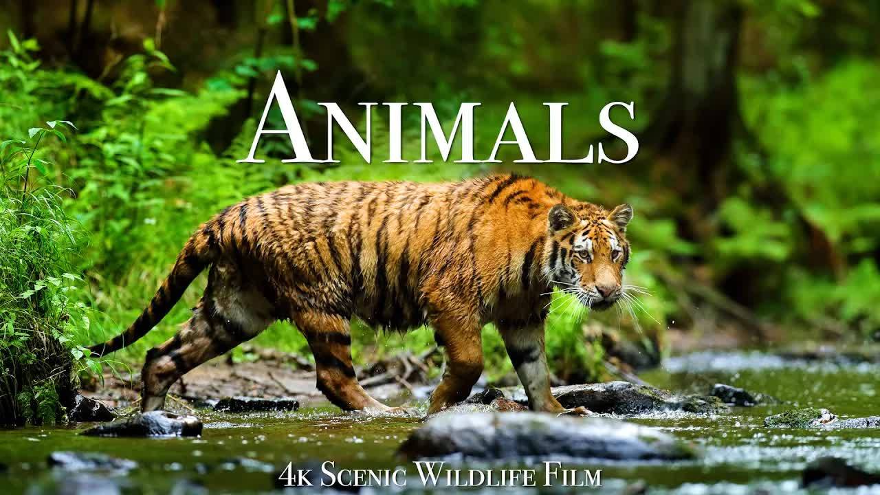 World of Animals 4K - Scenic Wildlife Film With Calming Music смотреть онлайн