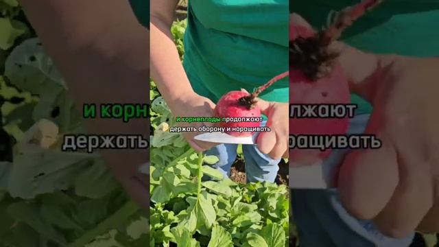 Обзор очень урожайного сорта редиса Меркадо. Выращивание сочного и крупного редиса с весны до осени.