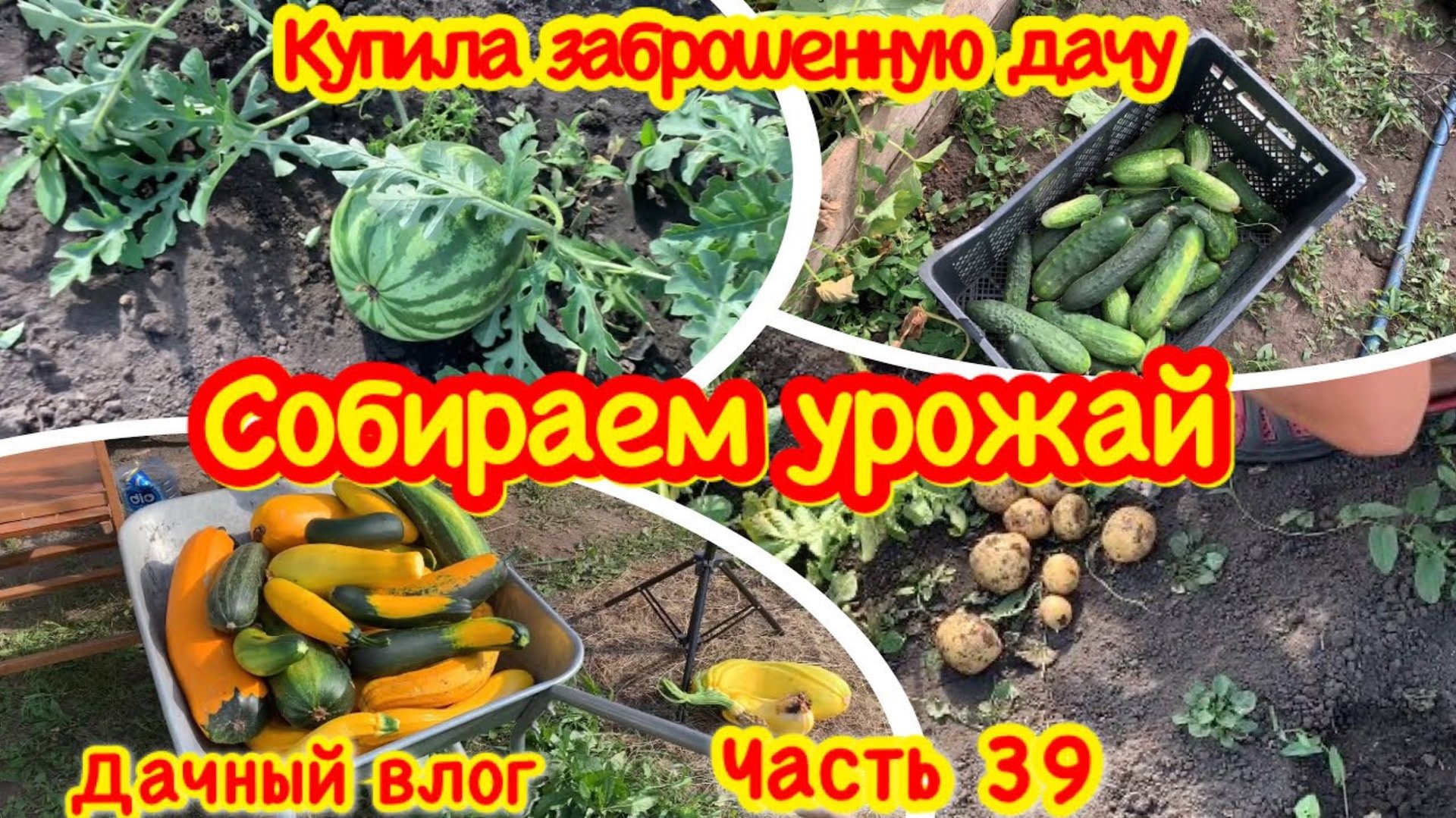 КУПИЛА ЗАБРОШЕННУЮ ДАЧУ/ПРИЕХАЛА НА ДАЧУ ЧЕРЕЗ ДВЕ НЕДЕЛИ/СОБИРАЮ УРОЖАЙ/МОЙ ПЕРВЫЙ УРОЖАЙ НА ДАЧЕ