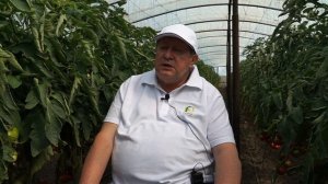 Почему скручиваются листья у томатов. Что делать, если скручивается и вянет верхушка томата.