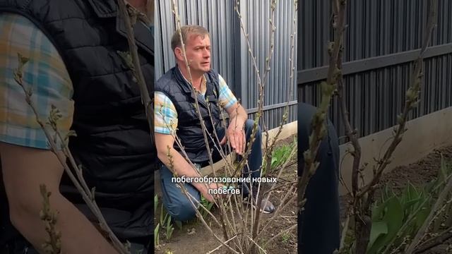 Их важно заглубить при посадке! Посадка смородины и крыжовника.