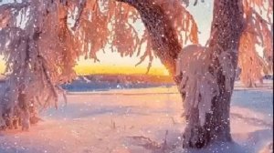 Зимний футаж. Дерево зимой.